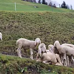 Wieshof * Kaltenbach